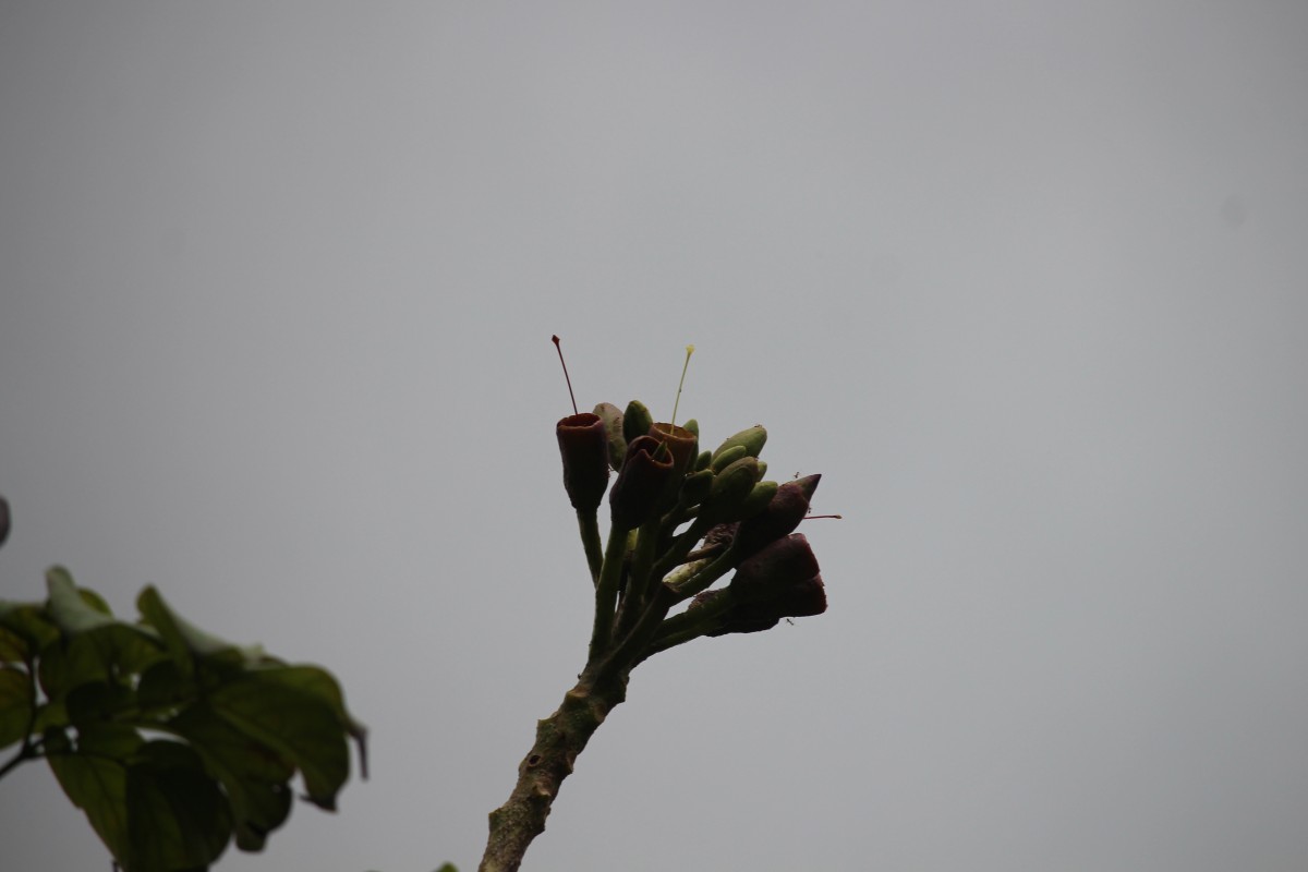 Oroxylum indicum (L.) Kurz